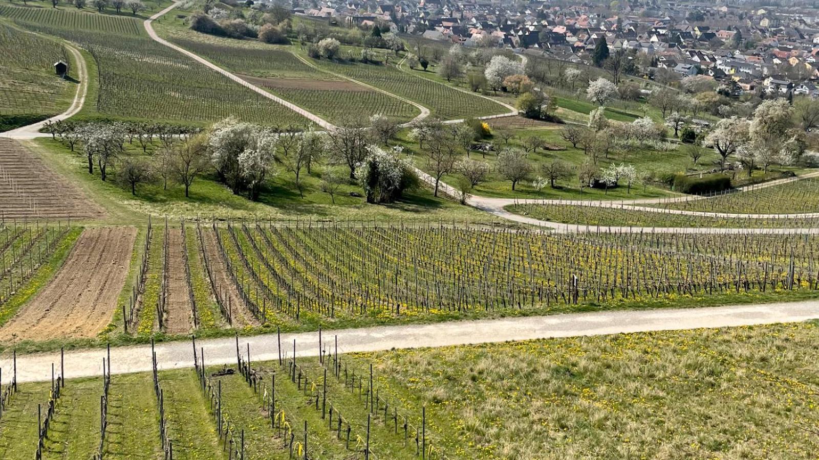 Landgasthof Rebstock Weil Am Rhein / Basel Esterno foto